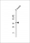 (DANRE) rx2 Antibody (N-term)
